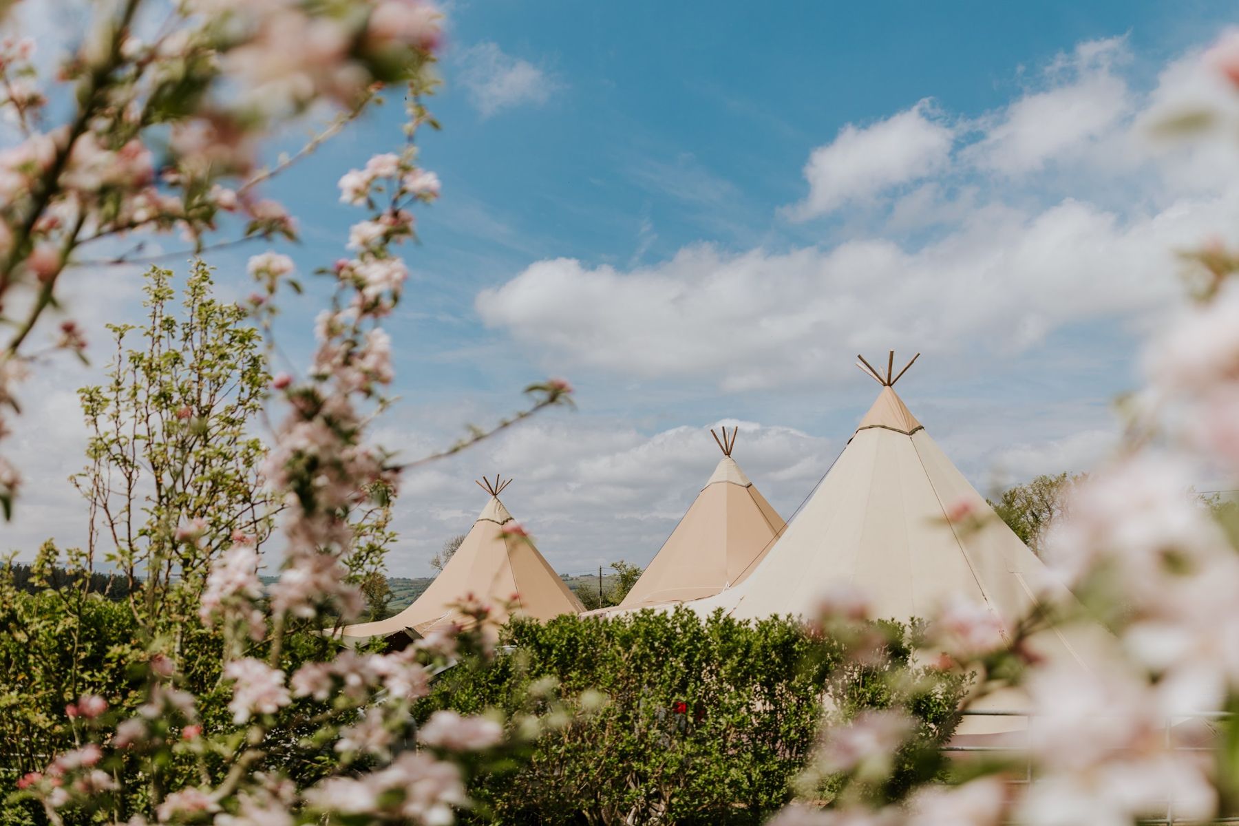 Java tipis among spring blossom under a blue sky
